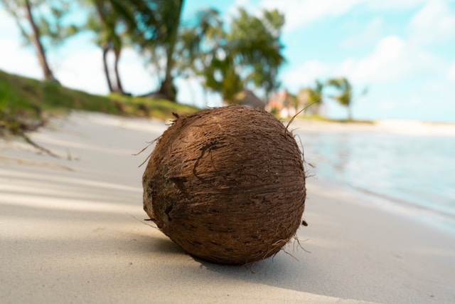 Coconut in Panama