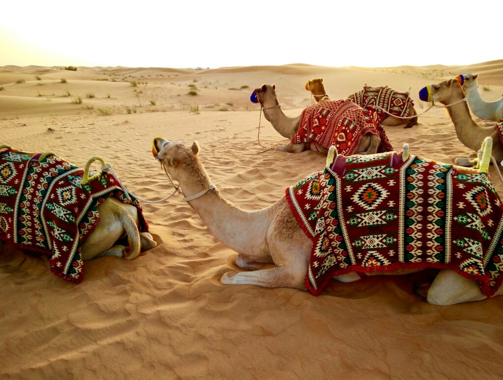 Desert Dubai experience